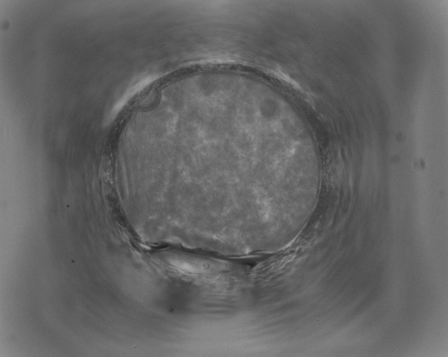 X0000076311255200610161610