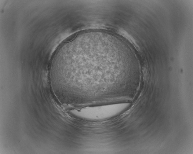 X0000076311260200610161610