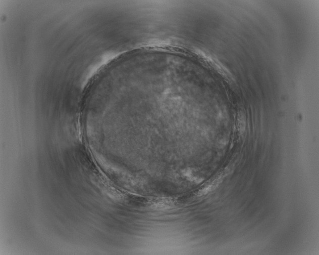 X0000076311262200610161610