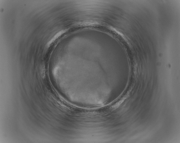 X0000076311306200610161608