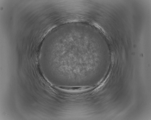 X0000076311353200610161608