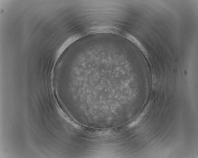 X0000076311386200610161608