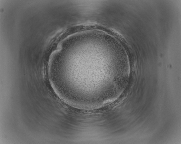 X0000076311398200610161607