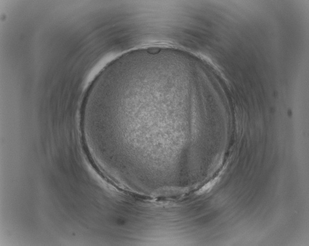 X0000076311422200610161607