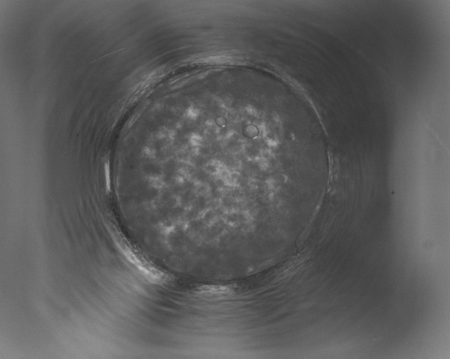 X0000076310061200610201623