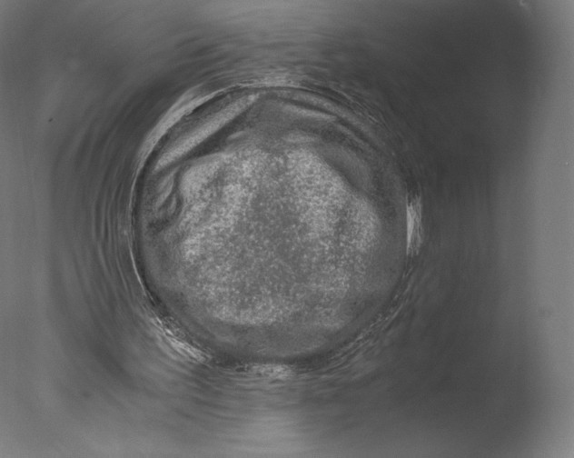 X0000076310195200610201621