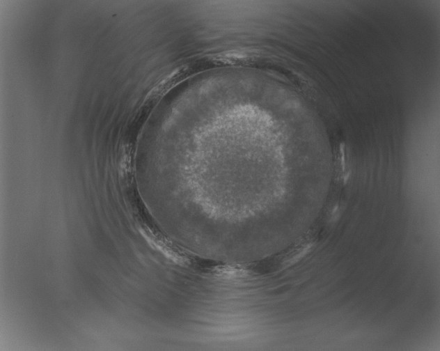 X0000076310284200610201620