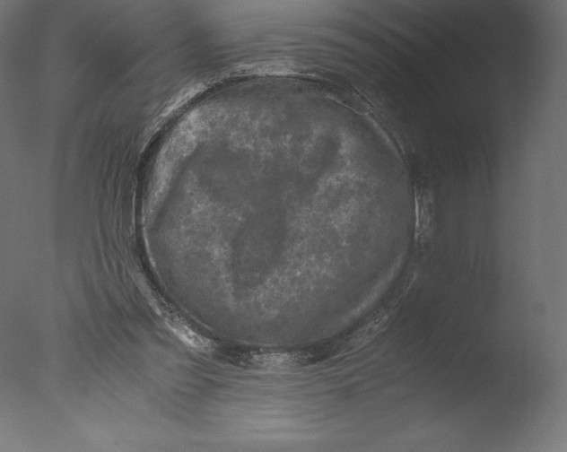 X0000076310301200610201620