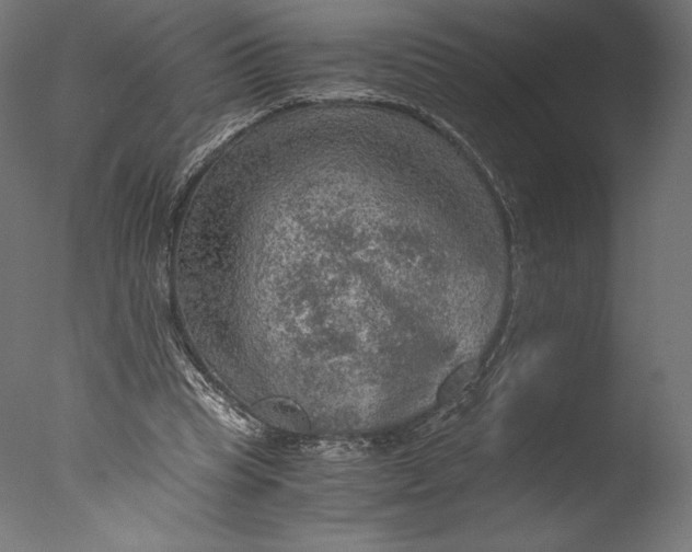 X0000076310345200610201618