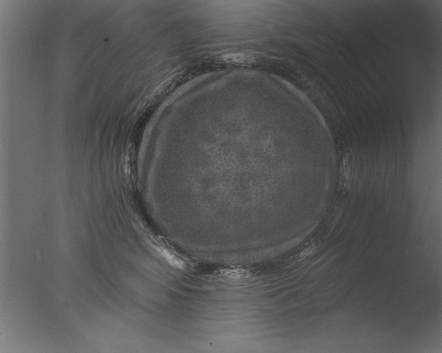 X0000076310424200610201617