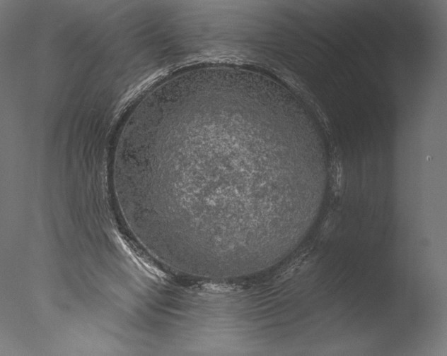 X0000076310442200610201617