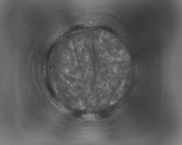 X0000076310499200610201616