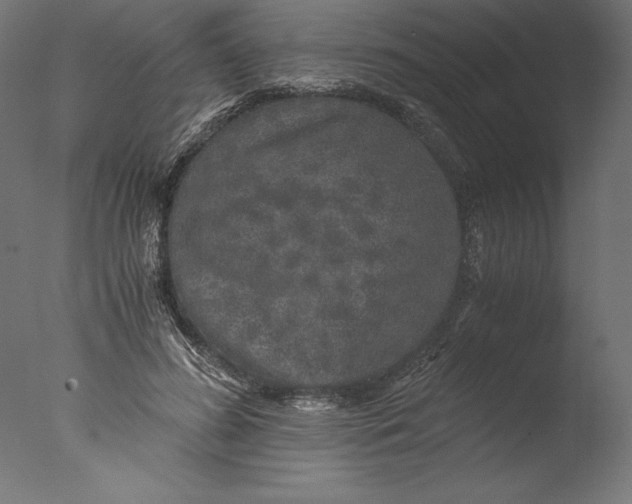 X0000076310596200610201615