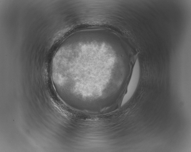 X0000076310688200610201613