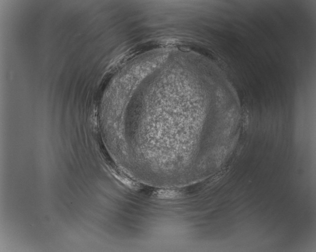 X0000076310766200610201612