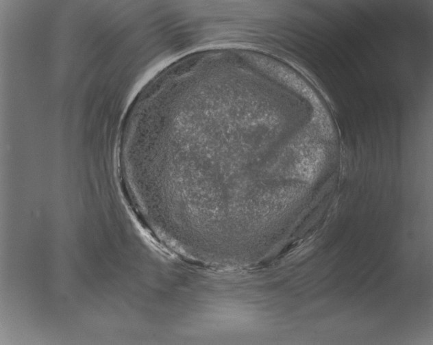 X0000076311101200610201606