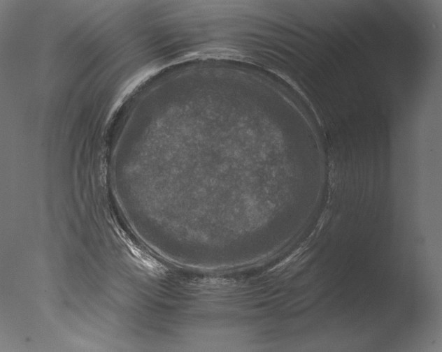 X0000076311115200610201605