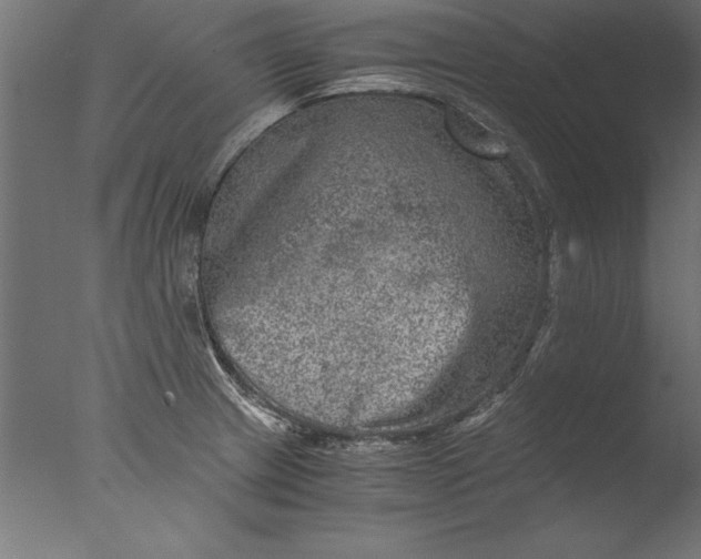 X0000076311233200610201604