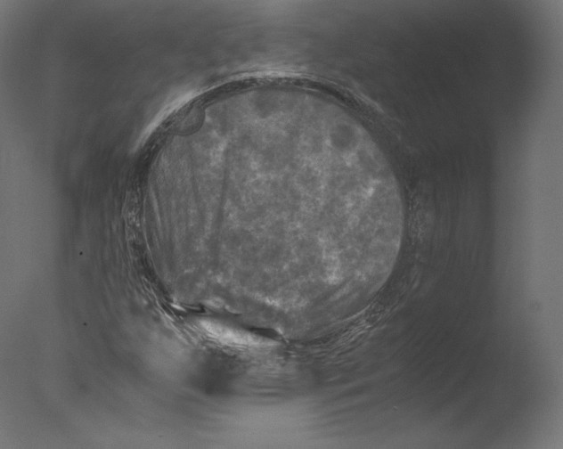 X0000076311255200610201603