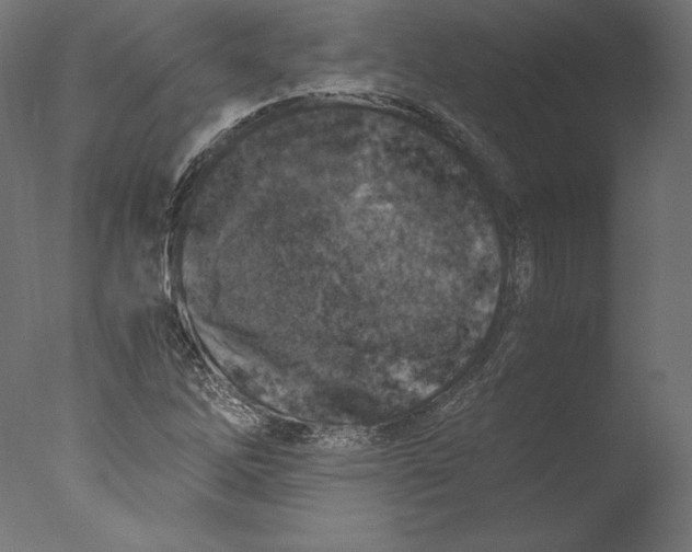 X0000076311262200610201603