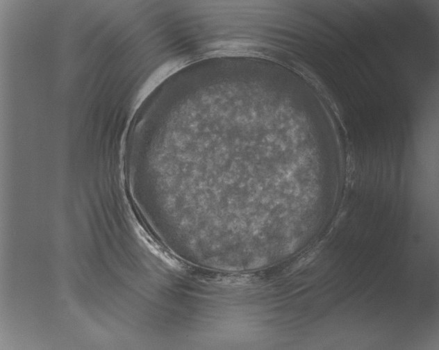 X0000076311386200610201601