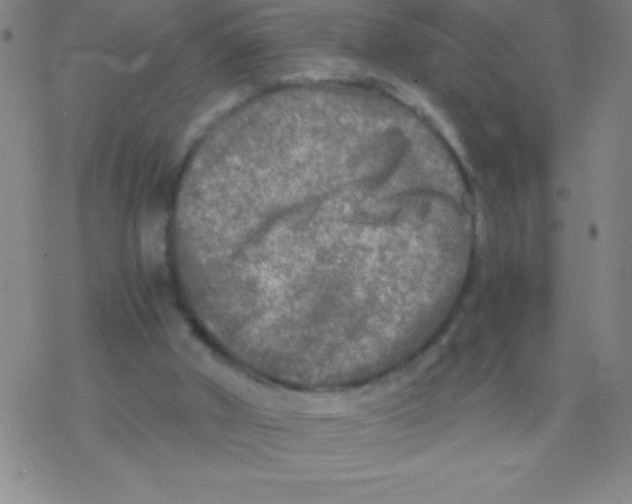 X0000076310010200610271951