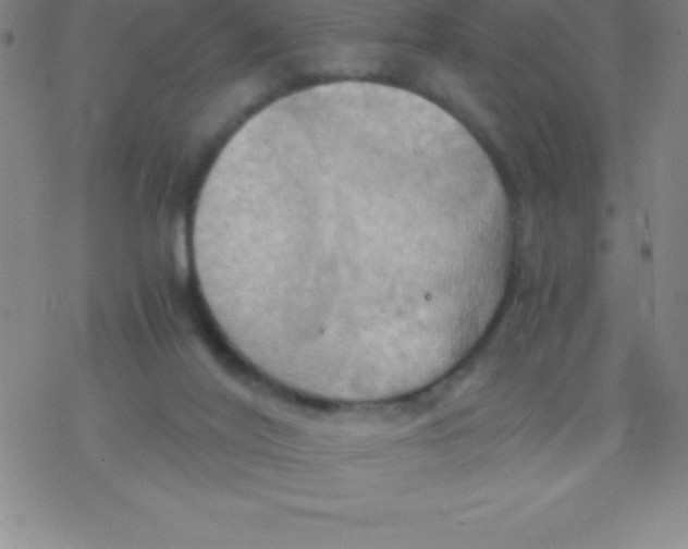 X0000076310020200610271950