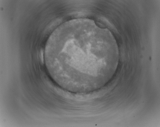 X0000076310022200610271950