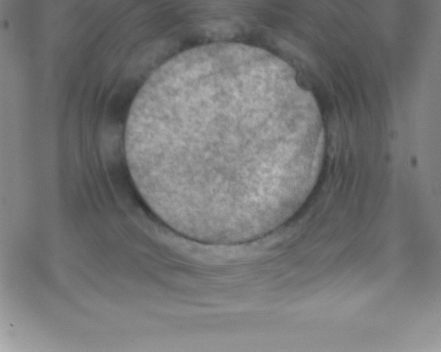 X0000076310034200610271950