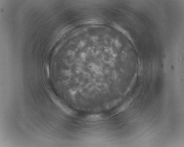 X0000076310061200610271949