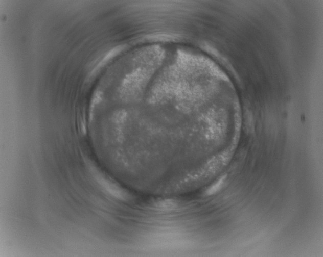 X0000076310062200610271949