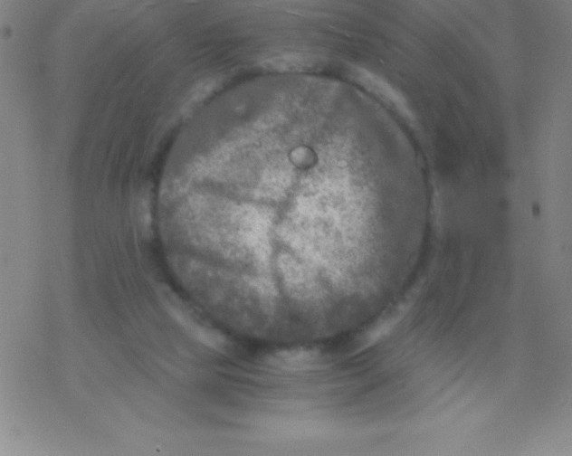 X0000076310065200610271949