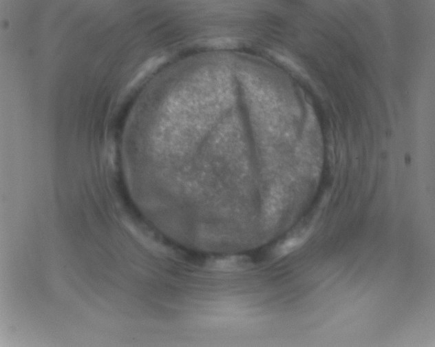 X0000076310072200610271950