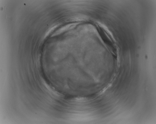 X0000076310154200610271948