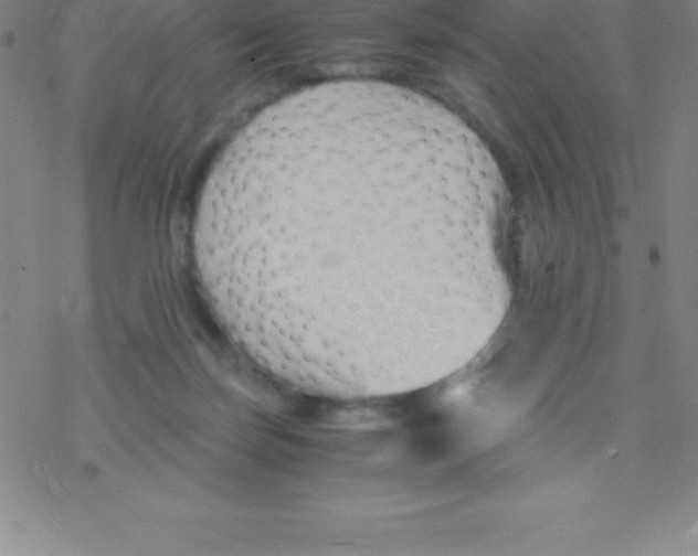 X0000076310171200610271948