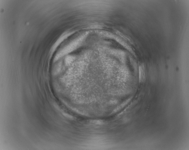 X0000076310195200610271948