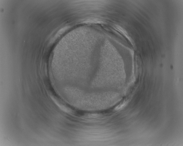 X0000076310205200610271947