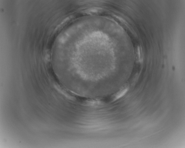 X0000076310284200610271947