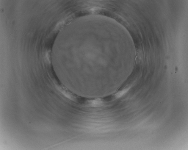 X0000076310286200610271947