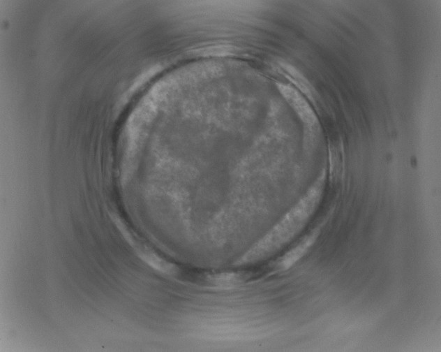 X0000076310301200610271946