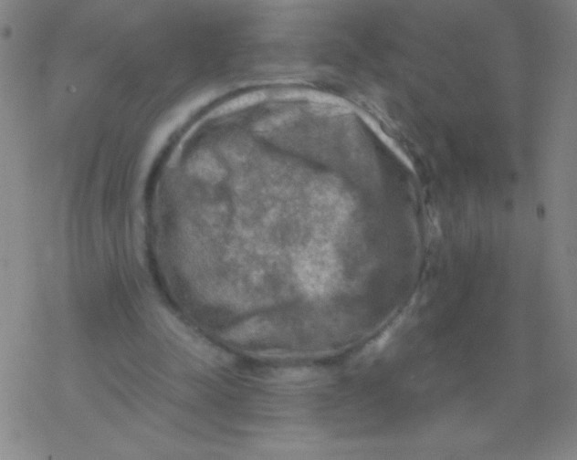 X0000076310342200610271945