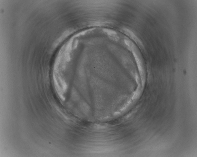 X0000076310346200610271945