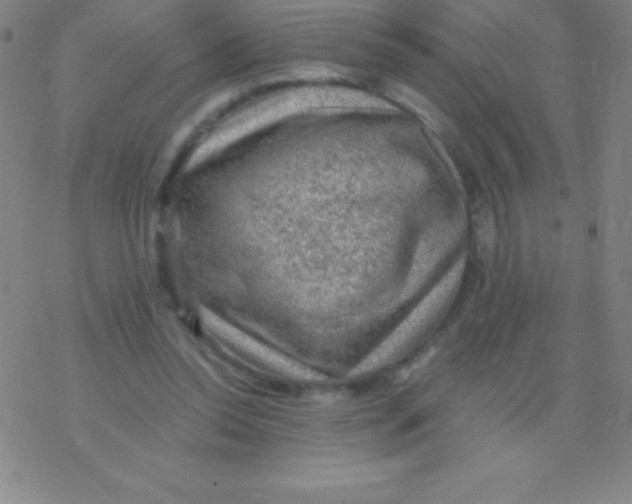 X0000076310350200610271945