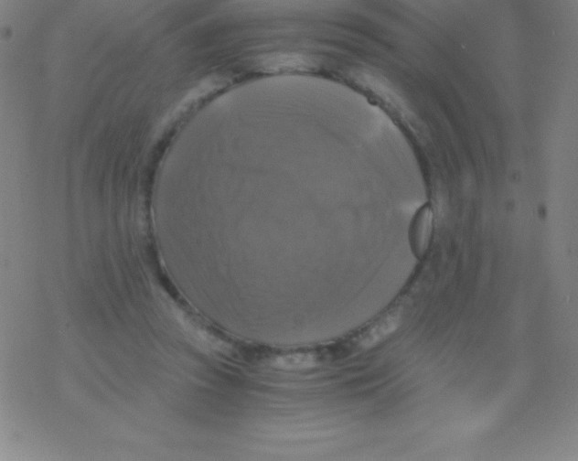 X0000076310353200610271945