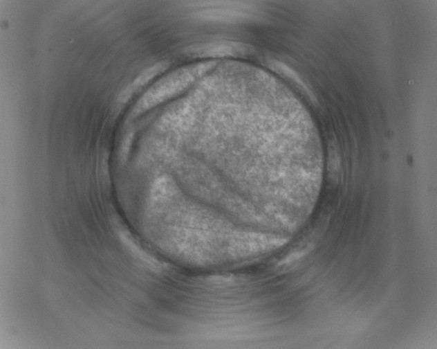 X0000076310394200610271944