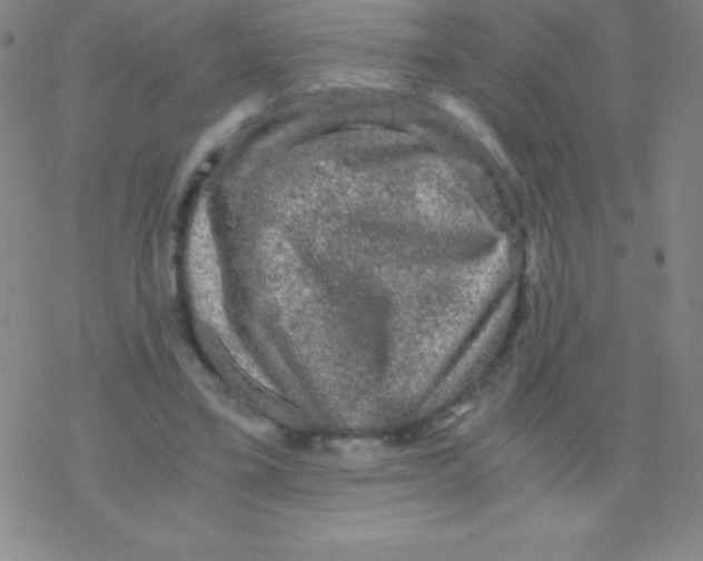 X0000076310395200610271944