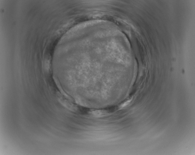 X0000076310417200610271944