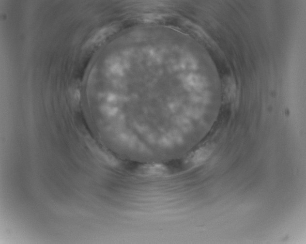 X0000076310427200610271944