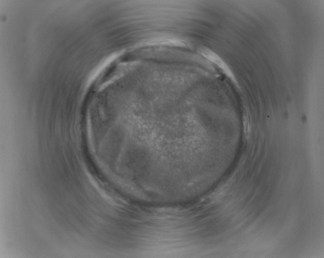 X0000076310436200610271943