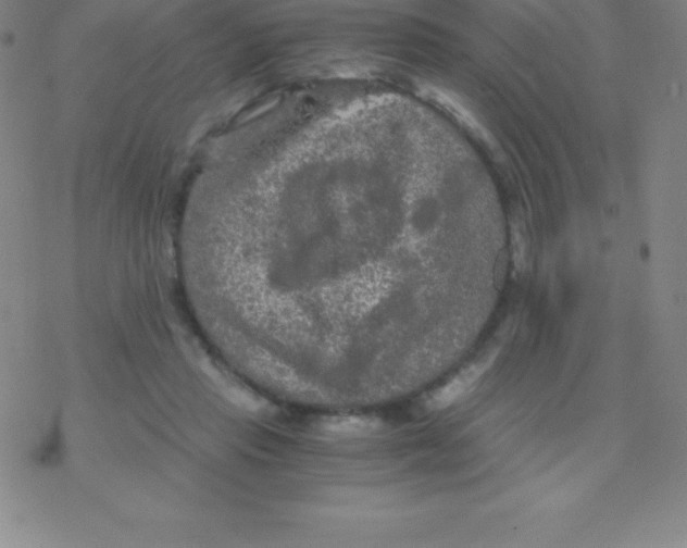 X0000076310453200610271943